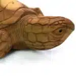 Schildkröte, 40cm