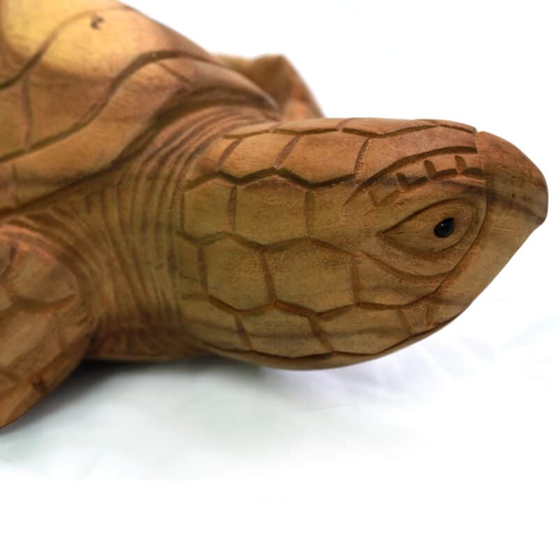 Schildkröte, 40cm