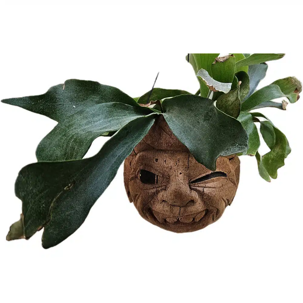 Kokosnuss als Kopf, Blumenampel Kokosnuss als Kopf, Blumenampel