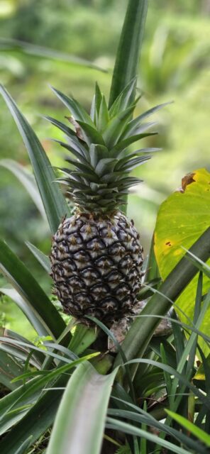 Ananas