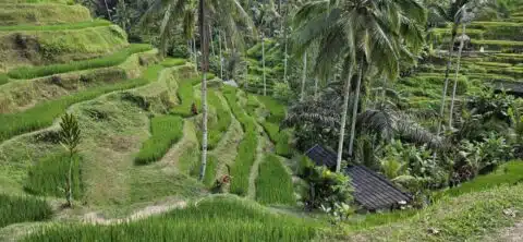 Reisfelder Tegalalang