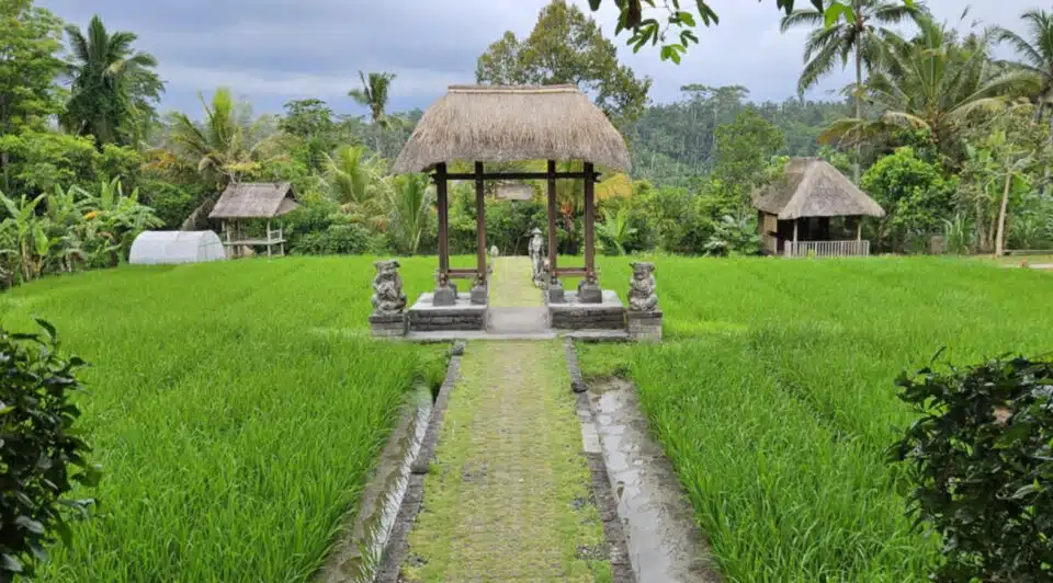 Was Bali zu bieten hat: Kumulilir-Plantage