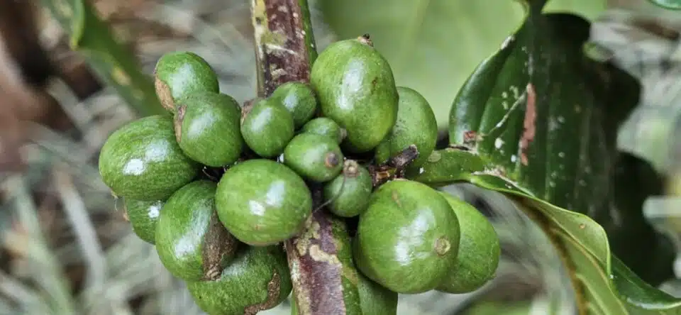 Robusta Kaffee