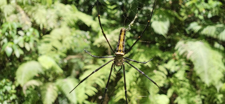 eine kleine Spinne