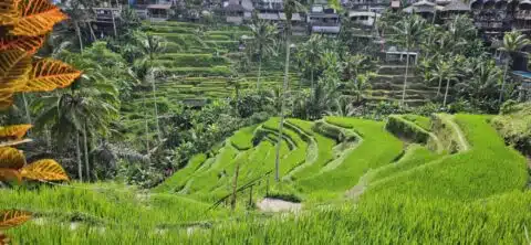Reisfelder Tegalalang