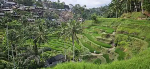 Reisfelder Tegalalang