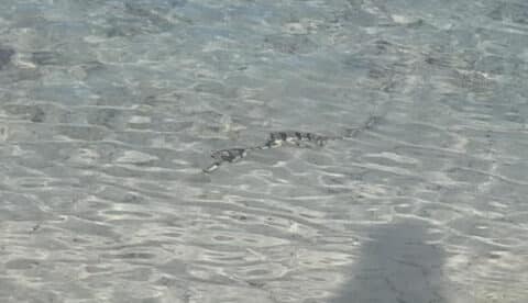 3 Step Snake im Wasser