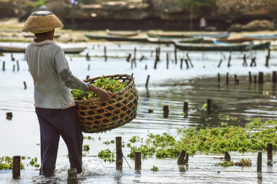 Seegrasernte auf Bali: Ein Mann steht im Wasser und erntet Seegras in traditioneller Kleidung